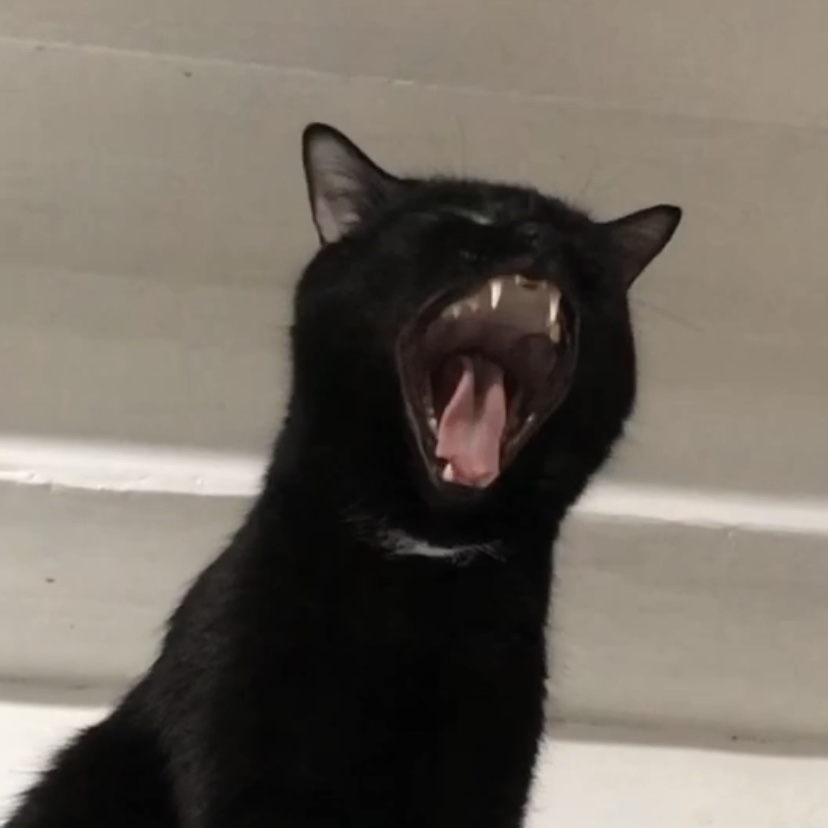 A photo of a yawning short hair black demon cat.